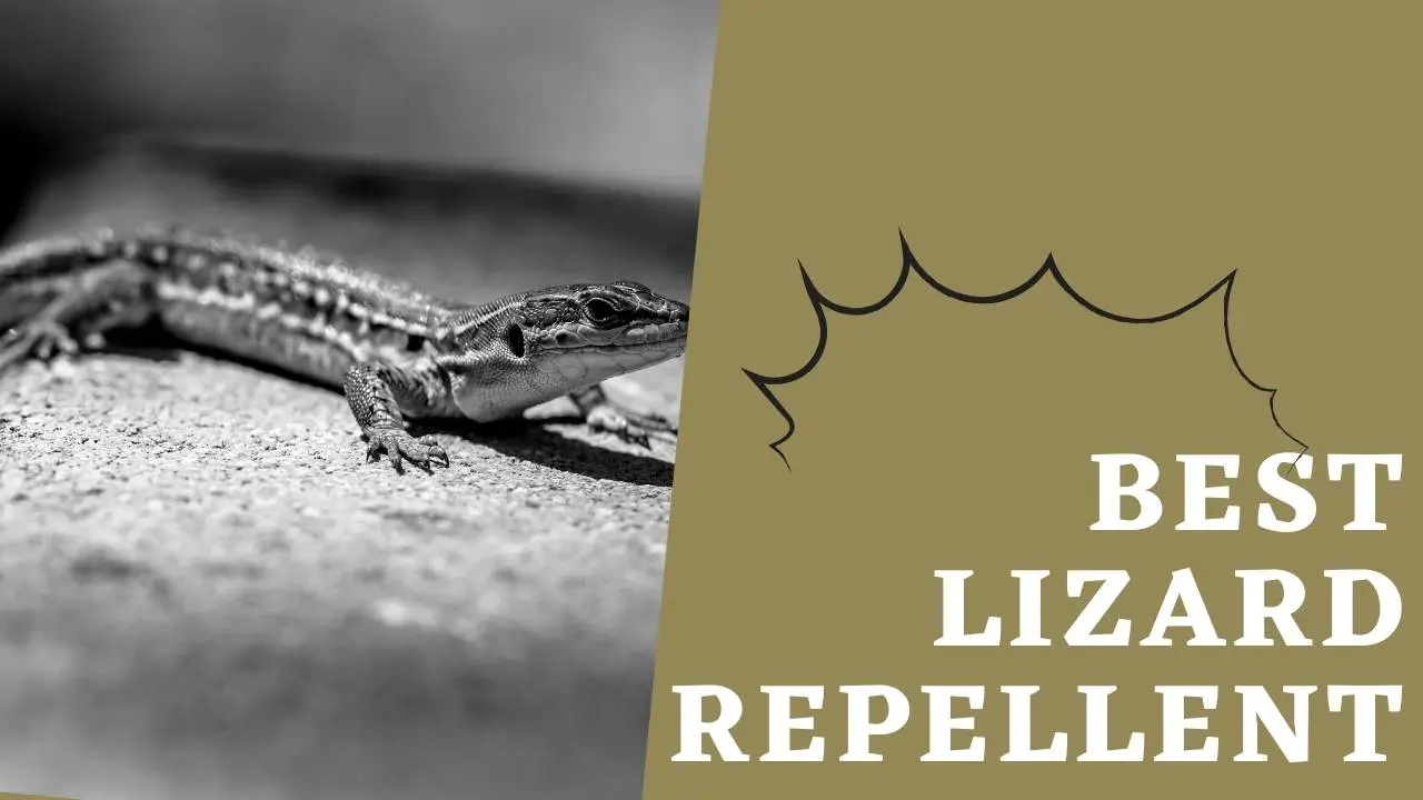 Best lizard repellent
