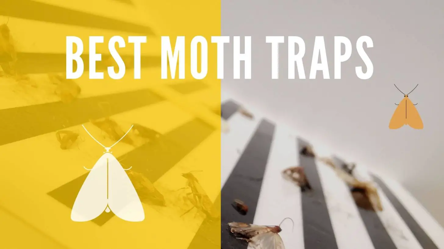 Best moth traps