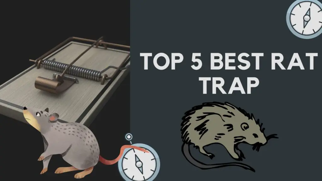 Top 5 Best Rat Trap
