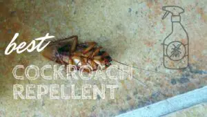 Best Cockroach repellent
