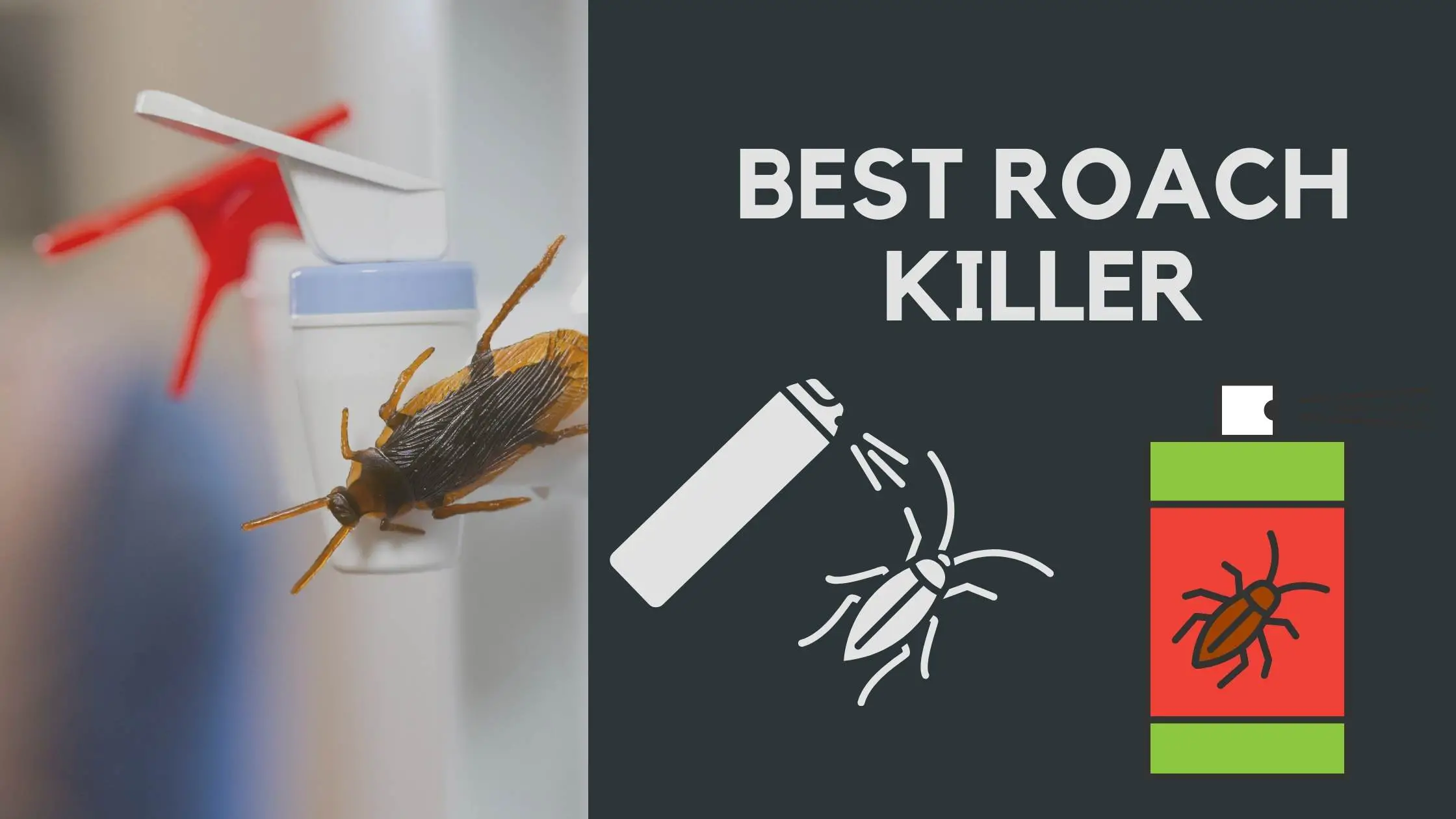 Best Roach Killer