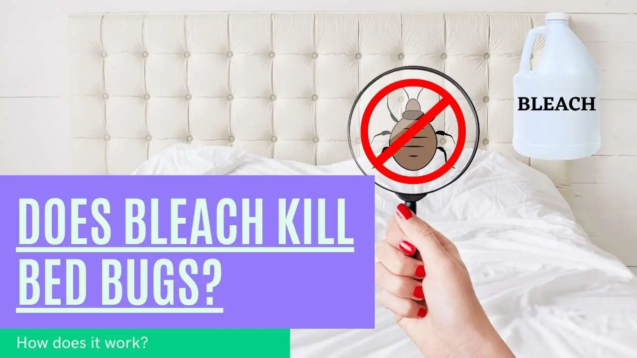 Does Bleach kill bed bugs