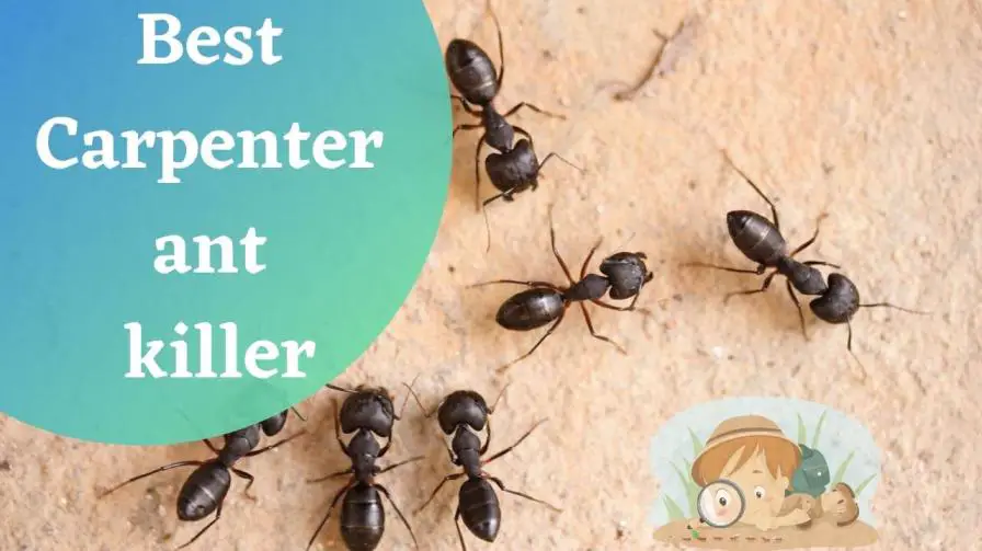 Best Carpenter ant killer