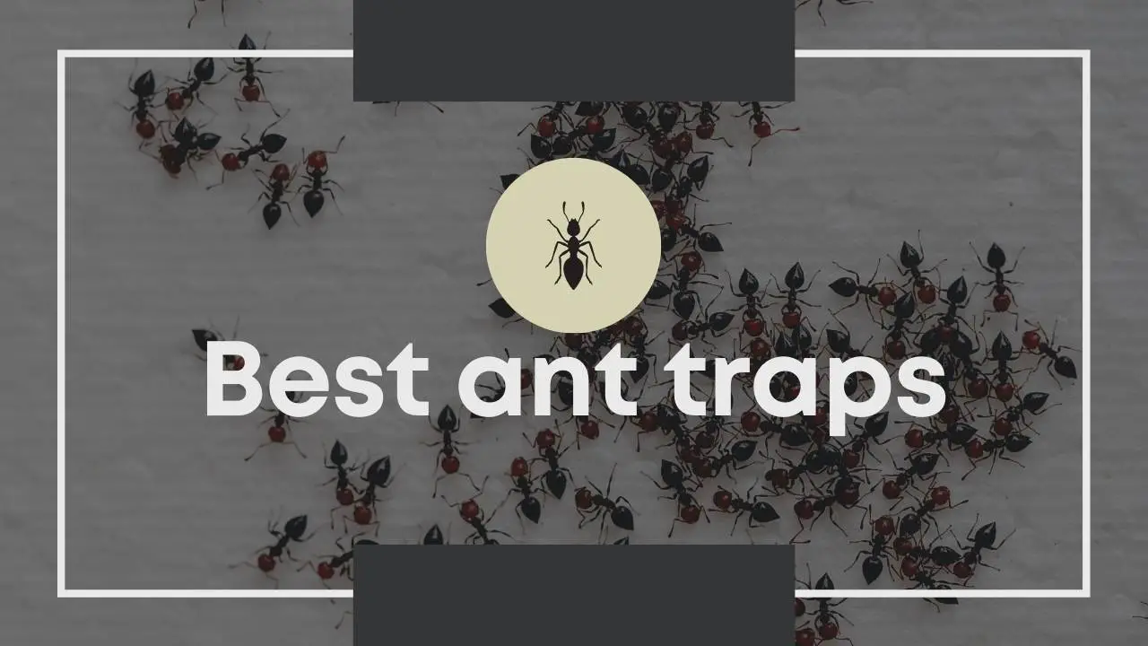 Best ant traps 