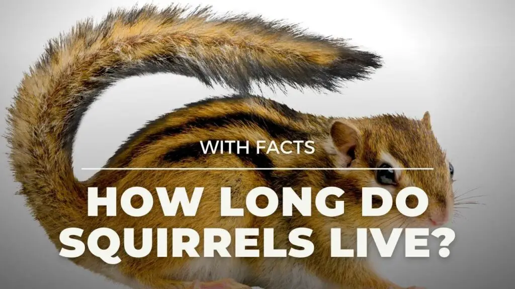 How long do squirrels live?