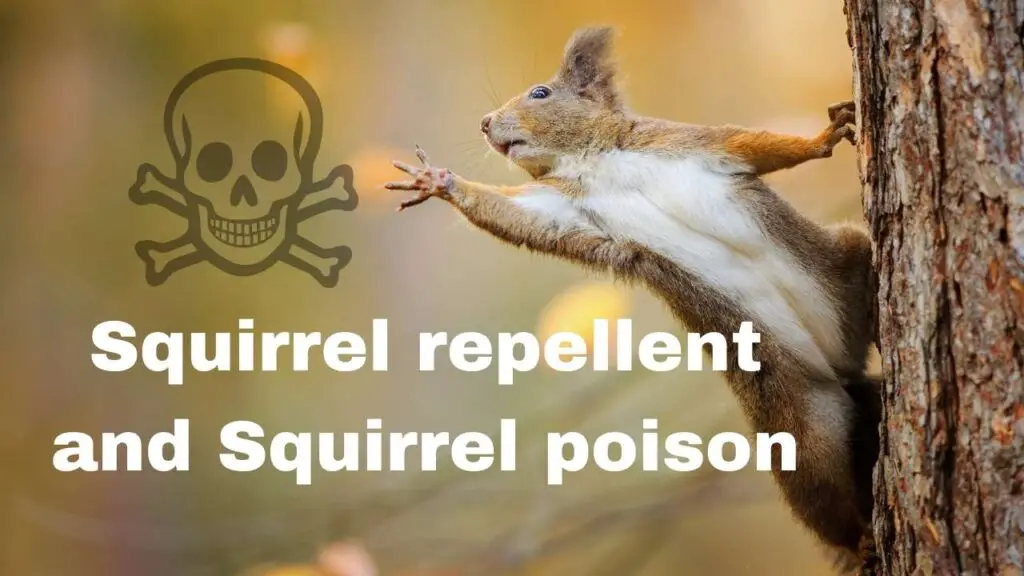 Squirrel repellent 