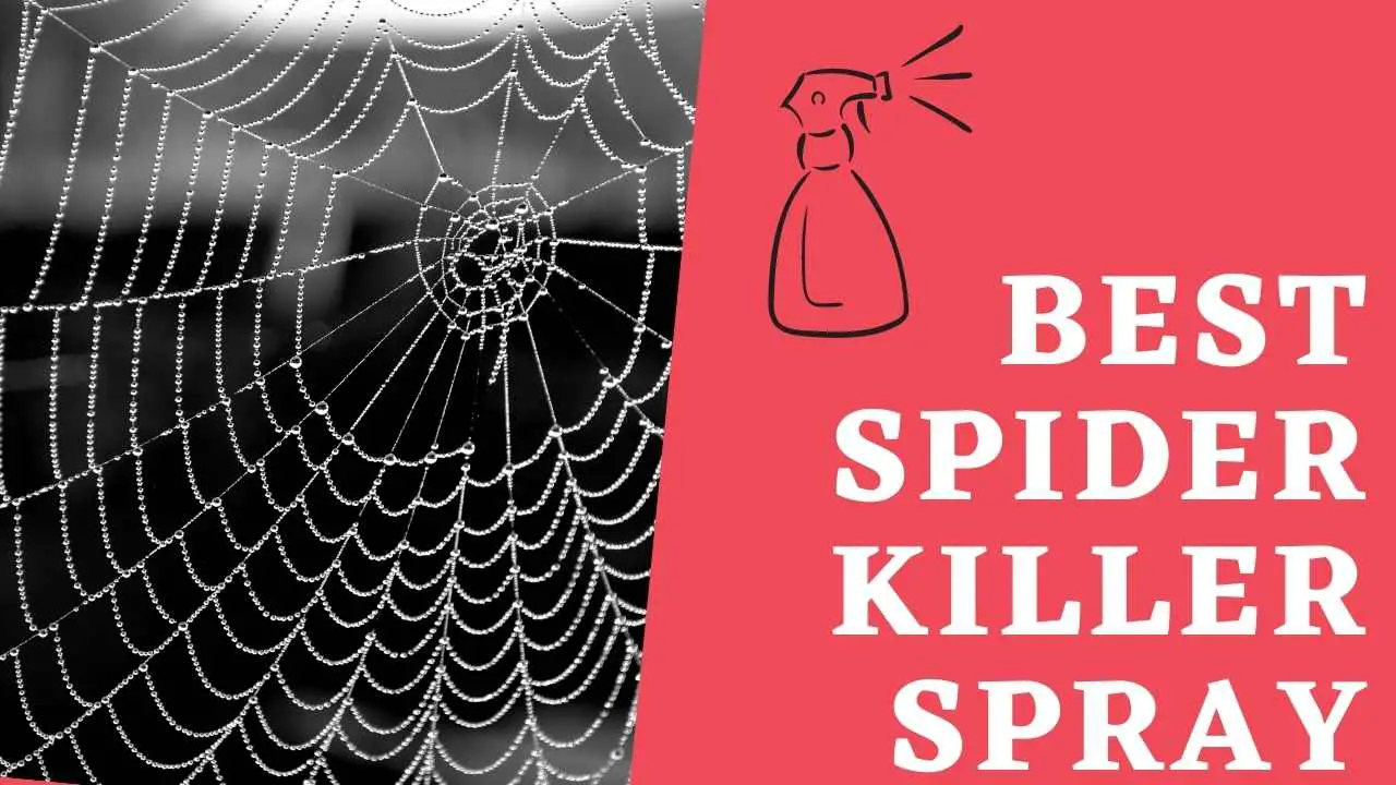 The best Spider killer spray