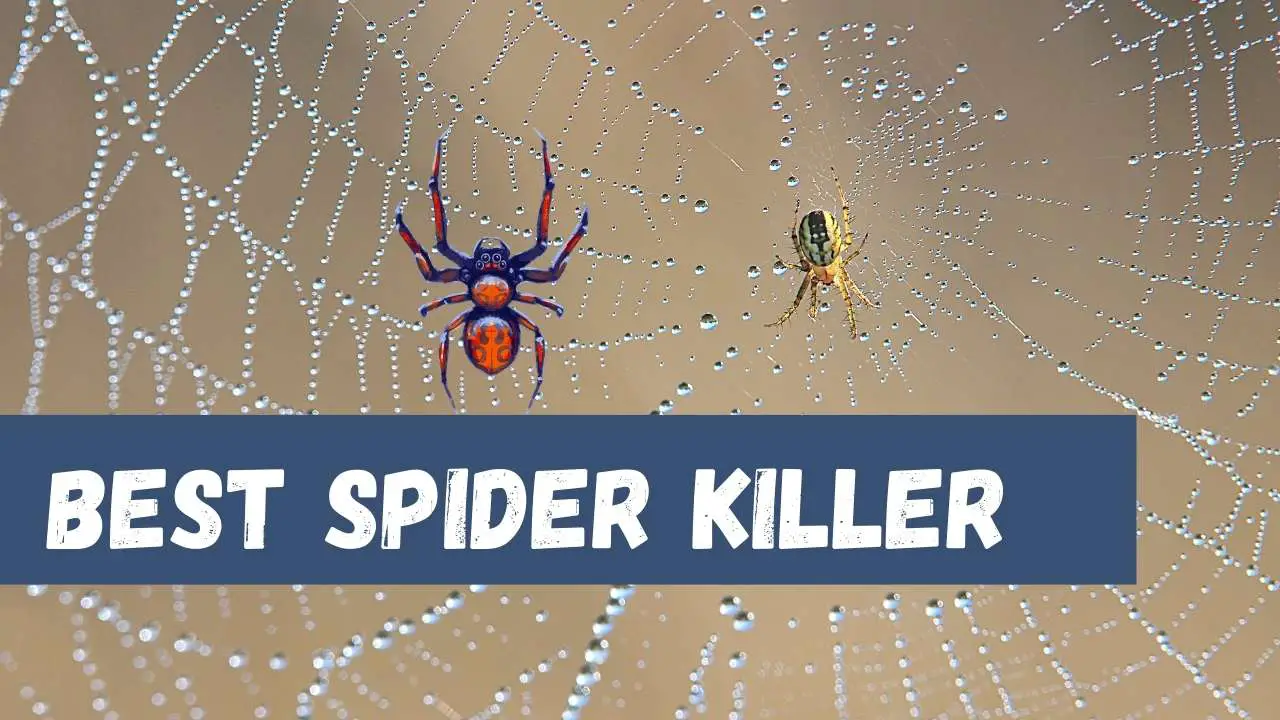 Best spider killer 