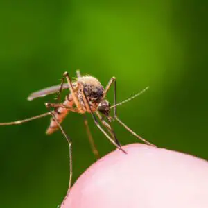How long do mosquitoes live?