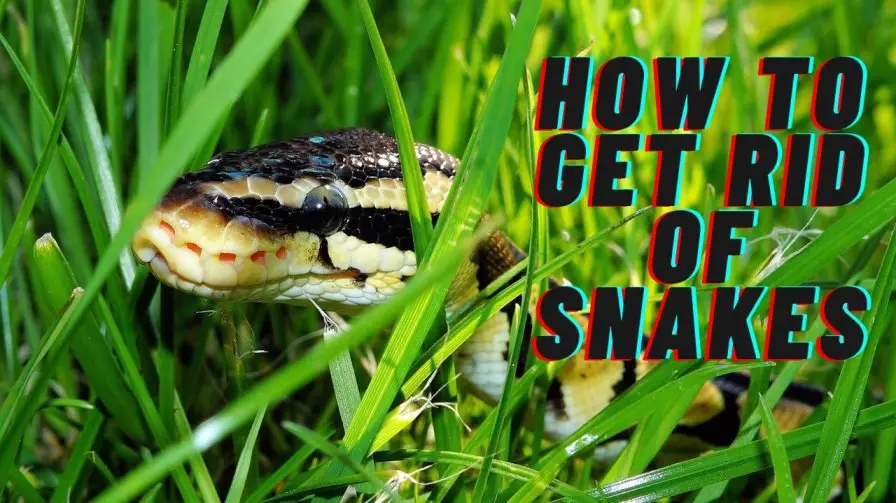 How to Get Rid of Snakes