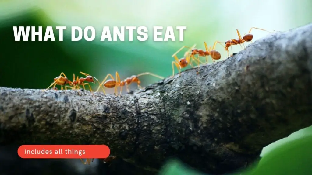 What Do Ants Eat