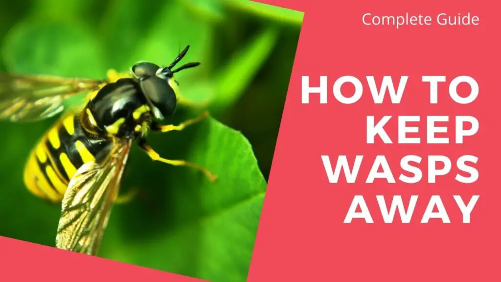 How to Keep Wasps Away: A Complete Guide
