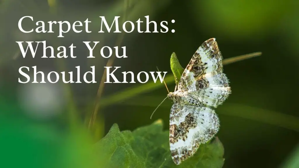Carpet Moths: What You Should Know