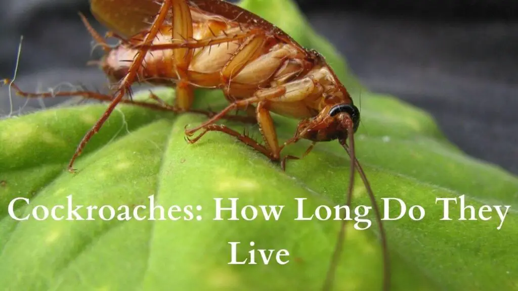 How Long Do Cockroaches Live?