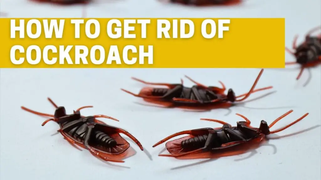 How To get rid of Cockroach