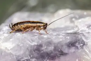How Long Do Cockroaches Live?