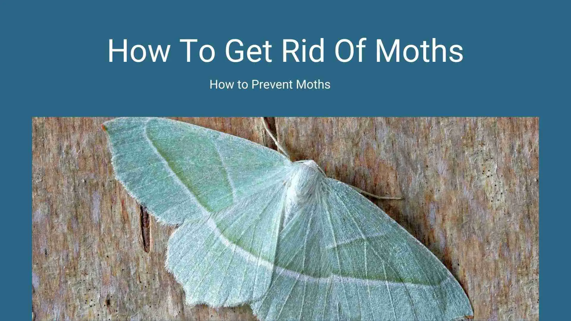 How to get rid of Moths