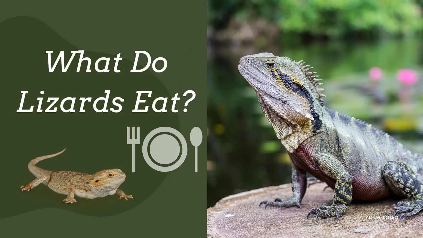 What Do Lizards Eat?