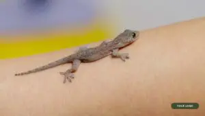 baby lizard