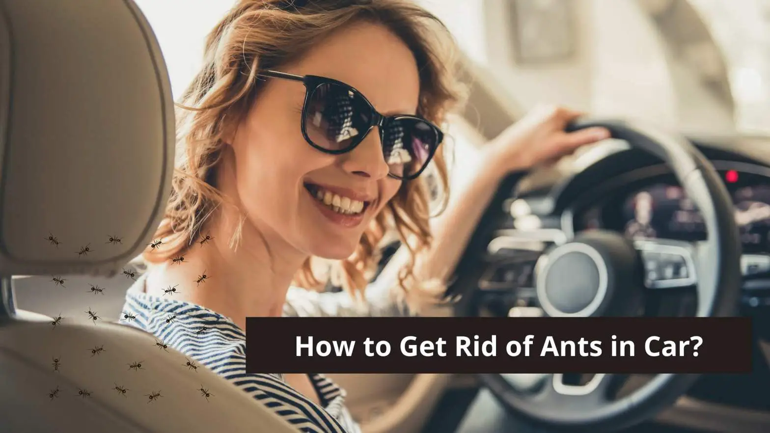 How to Get Rid of Ants in Car