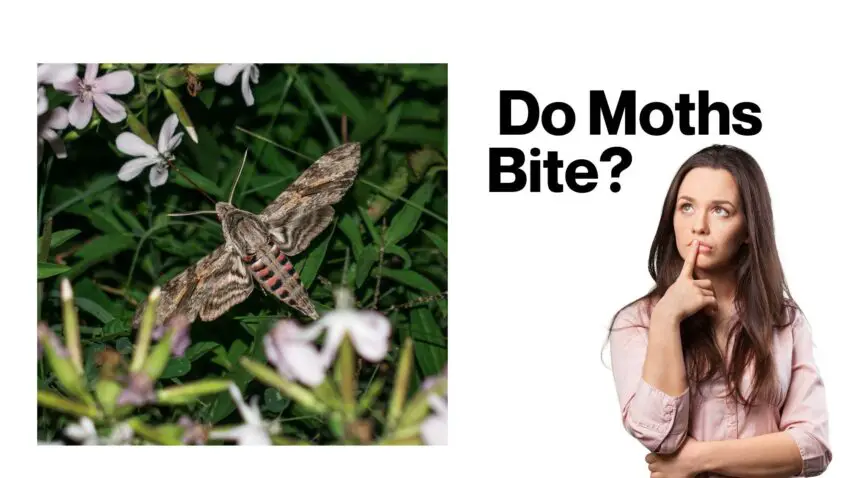 Do Moths Bite?