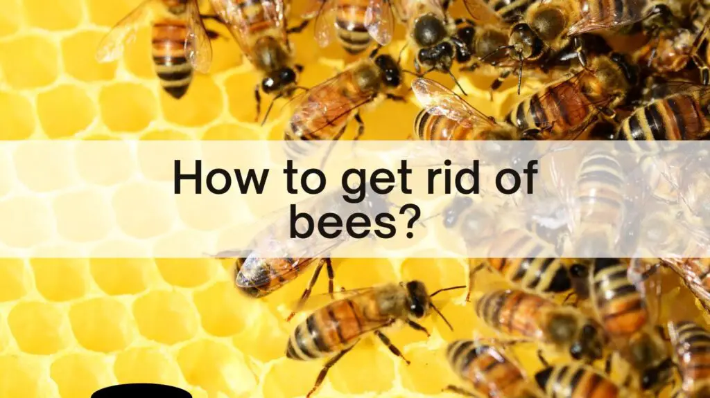 How to get rid of bees
