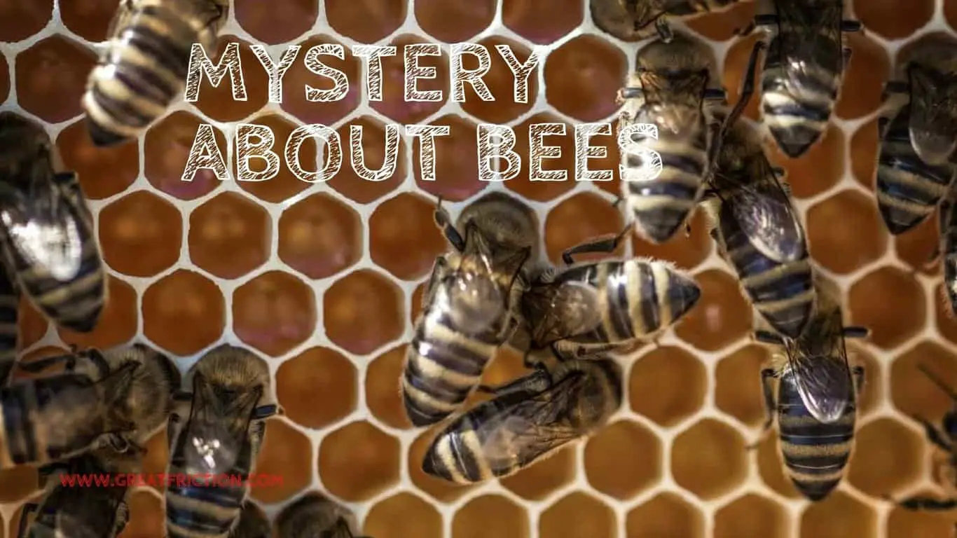 meystery about bees 1