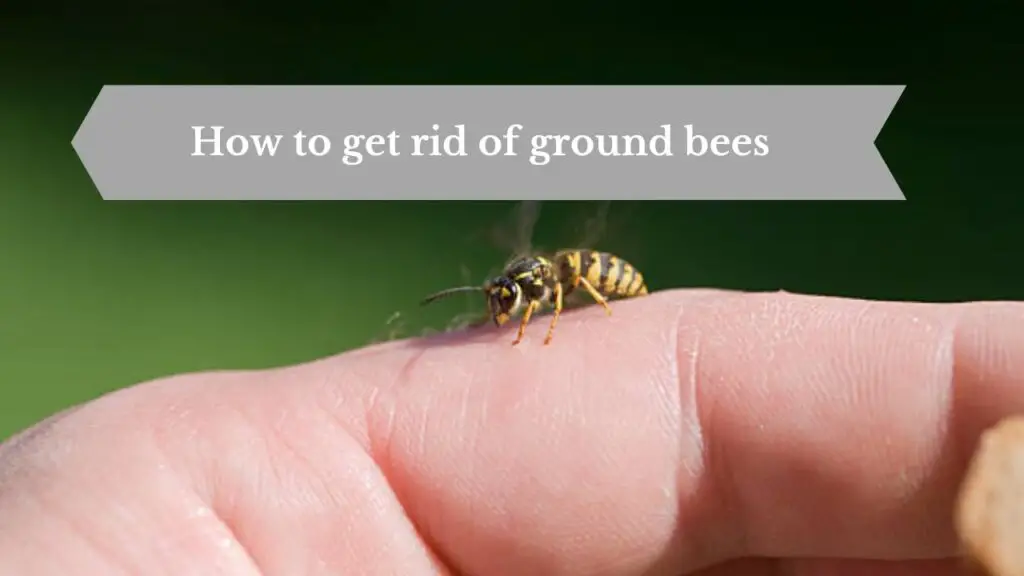 get rid of ground bees