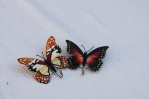 butterfly wing 
