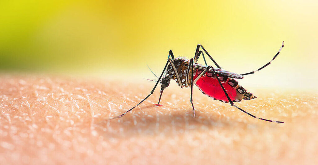 what purpose do mosquitoes serve in nature